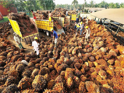 Usine d’extraction d’huile de palme au Togo